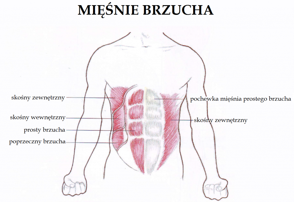 Mięsień poprzeczny. tłocznia brzuszna